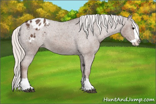 Horse Color: Silver Black Splash Blanket 