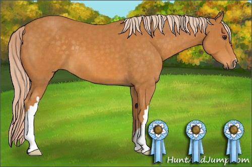 Horse Color: Chocolate Palomino 