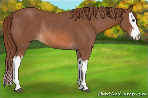 Horse Color: Liver Chestnut Splash Rabicano 