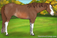 Horse Color:Liver Chestnut Splash Rabicano 