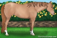 Horse Color:Gold Champagne 
