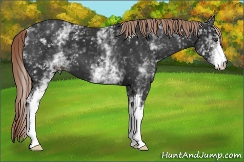 Horse Color:White Spotted Liver Chestnut 