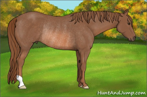 Horse Color: Liver Chestnut Rabicano 
