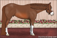 Horse Color:Liver Chestnut Sabino