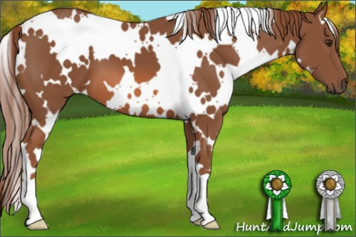 Horse Color: White Spotted Liver Chestnut 