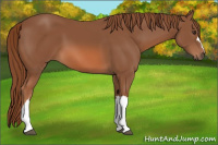 Horse Color:Liver Chestnut