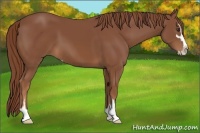 Horse Color:Chestnut Sabino 