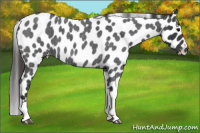 Horse Color:Blue Roan Tobiano Leopard 