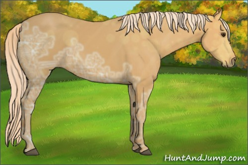Horse Color: Unknown 