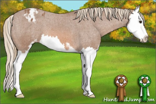 Horse Color: Chestnut Sabino Splash Blanket 