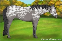 Horse Color:Grullo Ice 