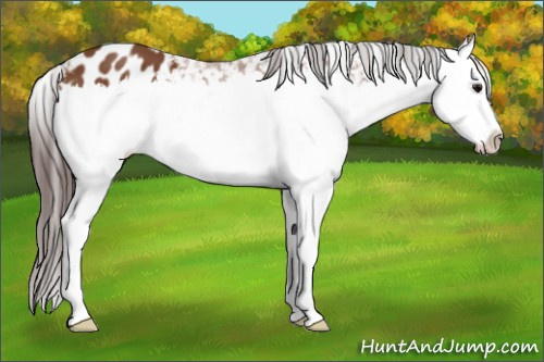 Horse Color: Bay Splash Blanket 