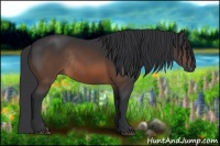 Horse Color:Brown Rabicano 