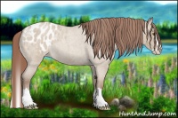 Horse Color:Classic Champagne Roan Dun Splash Appaloosa Rabicano