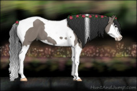 Horse Color:Grullo Splash Tobiano 