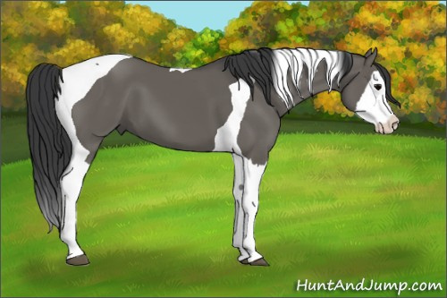 Horse Color: Grullo Splash Tobiano 