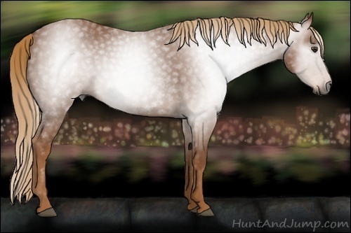 Horse Color:Unknown 