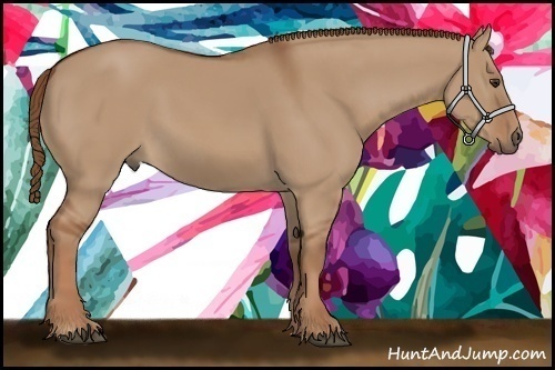 Horse Color: Red Dun 