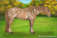 Horse Color:Bay Splash Tobiano Appaloosa Brindle