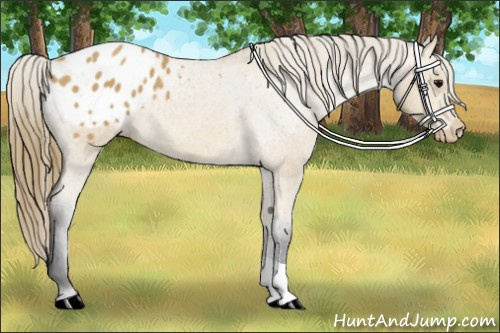 Horse Color: Buckskin Blanket 