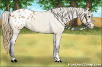 Horse Color:Buckskin Blanket 