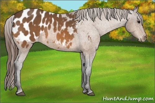 Horse Color: Buckskin Blanket Rabicano 