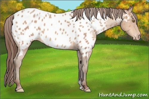 Horse Color:Amber Champagne Appaloosa 