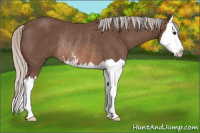 Horse Color:Silver Black Sabino Splash Rabicano