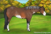 Horse Color:Bay Sabino Rabicano 