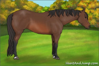 Horse Color:Bay Sabino