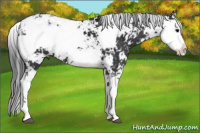 Horse Color:Black Sabino 