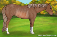 Horse Color:Chestnut Rabicano