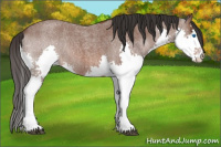 Horse Color:Bay Roan Splash