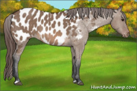 Horse Color:Brown Dun Appaloosa 