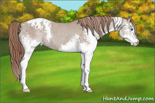 Horse Color: White Spotted Classic Champagne Splash Blanket 