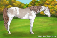 Horse Color:White Spotted Classic Champagne Splash Appaloosa 