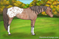 Horse Color:Bay Appaloosa Rabicano 