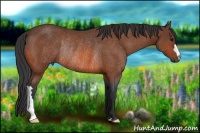 Horse Color:Bay Rabicano 