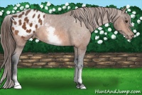 Horse Color:White Spotted Bay Blanket Rabicano 