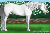 Horse Color:White Spotted Black Splash Near Leopard 