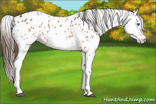 Horse Color:Bay Splash Appaloosa