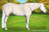 Horse Color:Cremello Sabino Splash