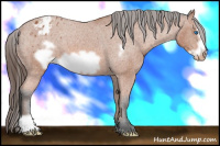 Horse Color:Bay Roan Frame Appaloosa 