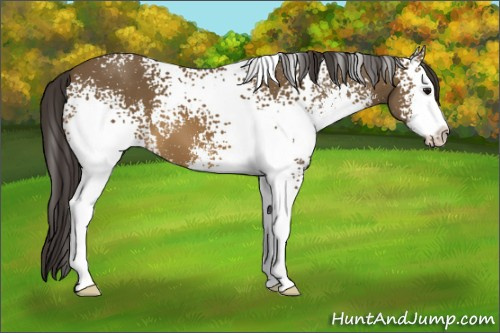 Horse Color: White Spotted Buckskin Sabino 