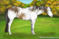 Horse Color:White Spotted Buckskin Sabino 