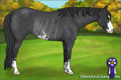 Horse Color: Blue Roan Sabino Rabicano 