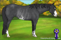 Horse Color:Blue Roan Sabino Rabicano