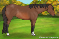 Horse Color:Bay Sabino Rabicano