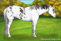Horse Color:Black Sabino 