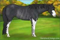 Horse Color:Black Sabino Rabicano